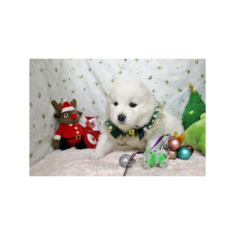 販売中の栃木県のサモエド-426330の6枚目