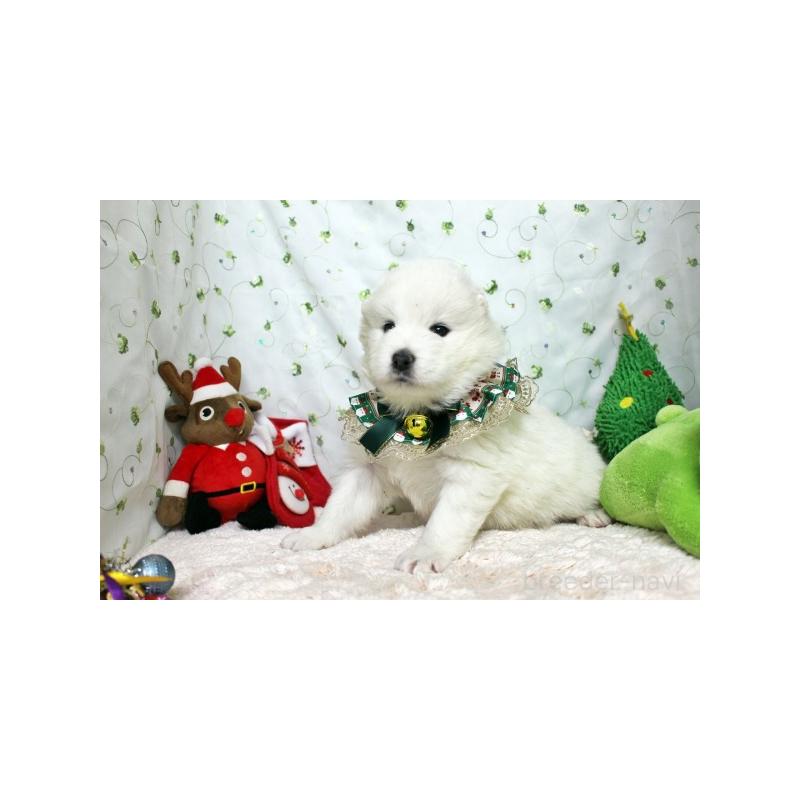 販売中の栃木県のサモエド-426330の5枚目