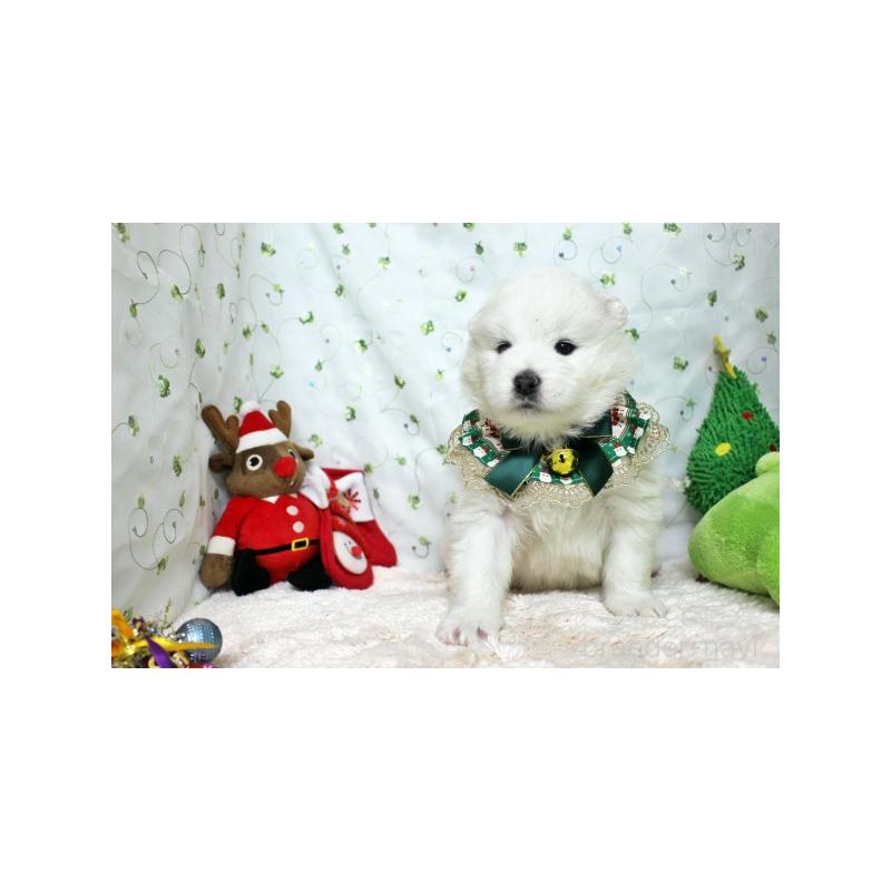 販売中の栃木県のサモエド-426330の4枚目