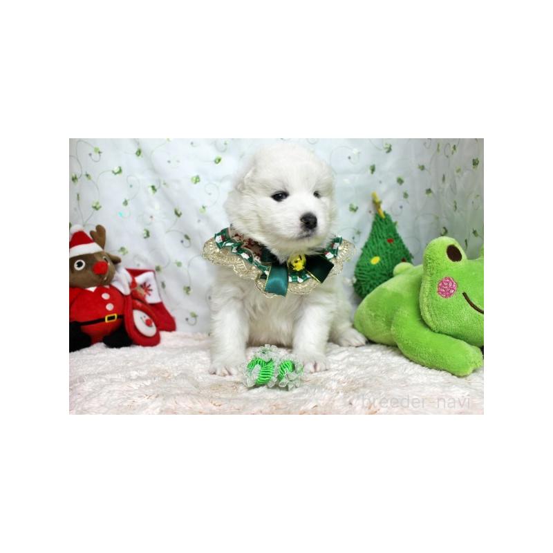 販売中の栃木県のサモエド-426330の3枚目