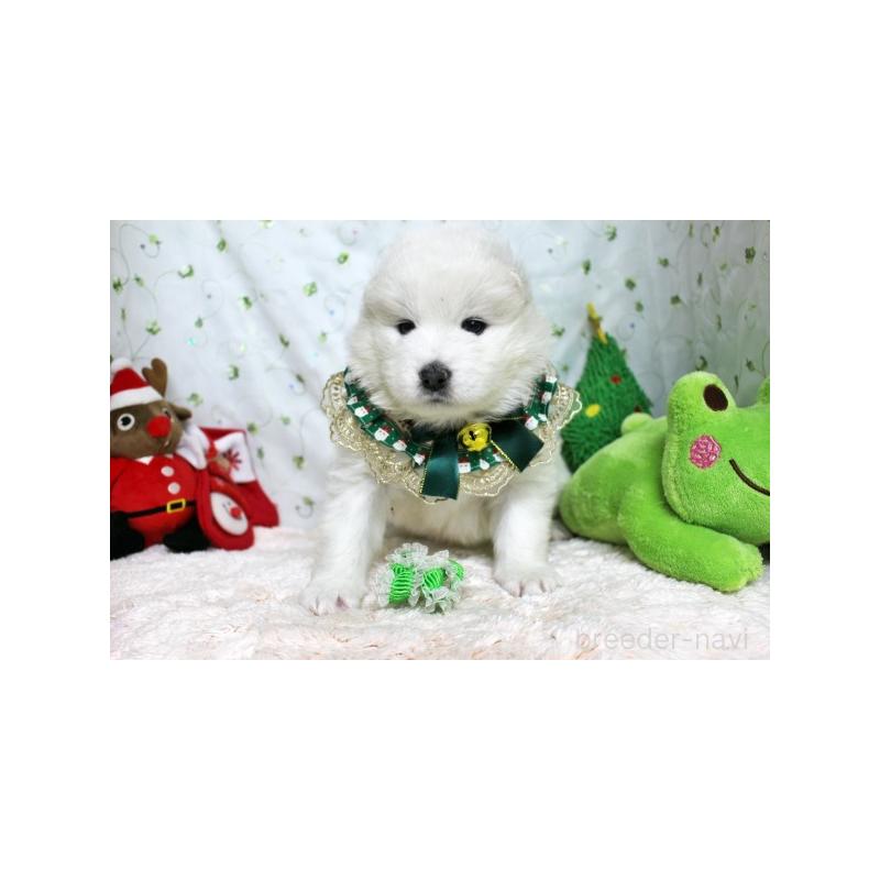 販売中の栃木県のサモエド-426330の2枚目