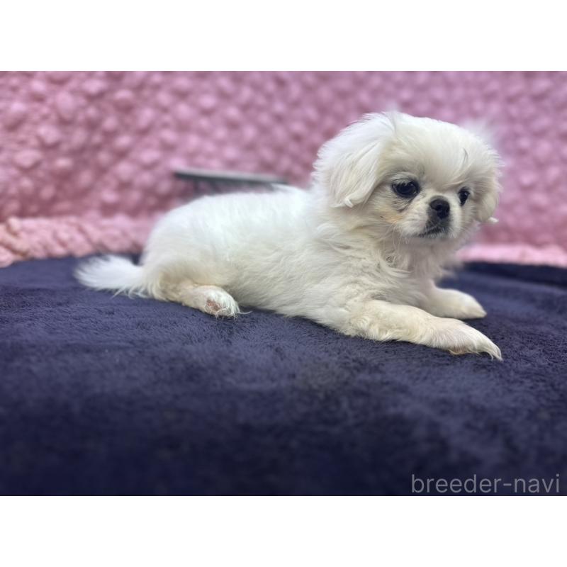 販売中の茨城県のペキニーズ-426331の9枚目