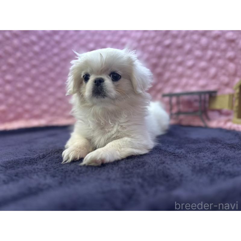 販売中の茨城県のペキニーズ-426331の8枚目