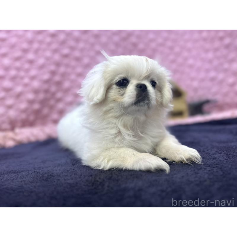 販売中の茨城県のペキニーズ-426331の7枚目