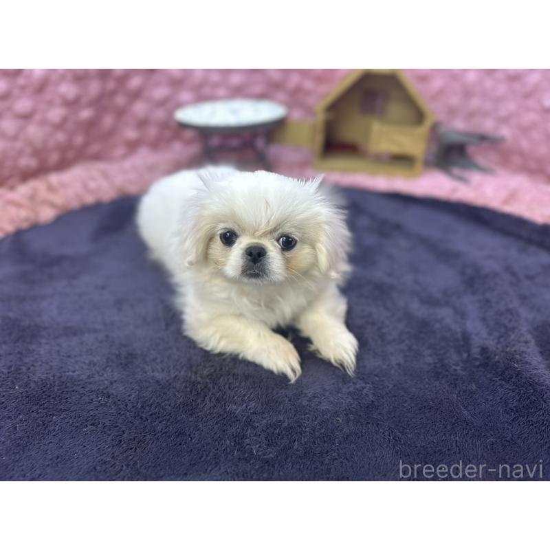 販売中の茨城県のペキニーズ-426331の6枚目