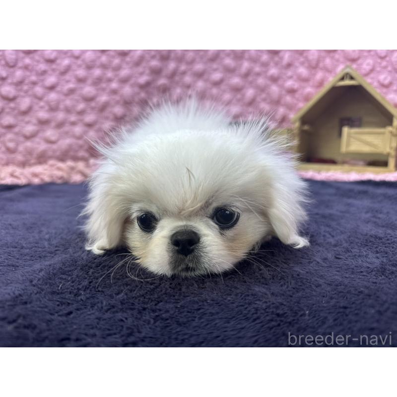 販売中の茨城県のペキニーズ-426331の5枚目