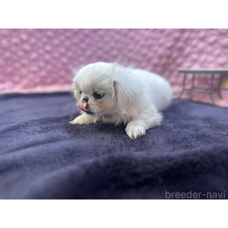 販売中の茨城県のペキニーズ-426331の4枚目