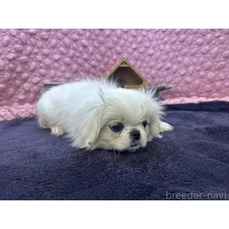 販売中の茨城県のペキニーズ-426331の3枚目