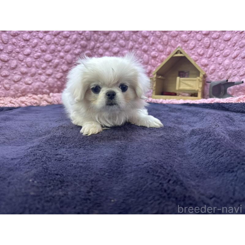 販売中の茨城県のペキニーズ-426331の2枚目