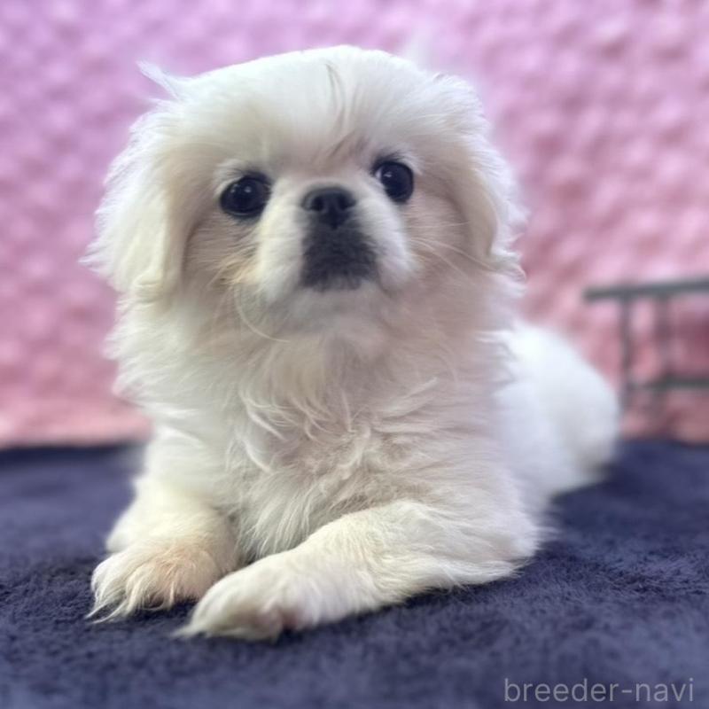 販売中の茨城県のペキニーズ-426331の1枚目