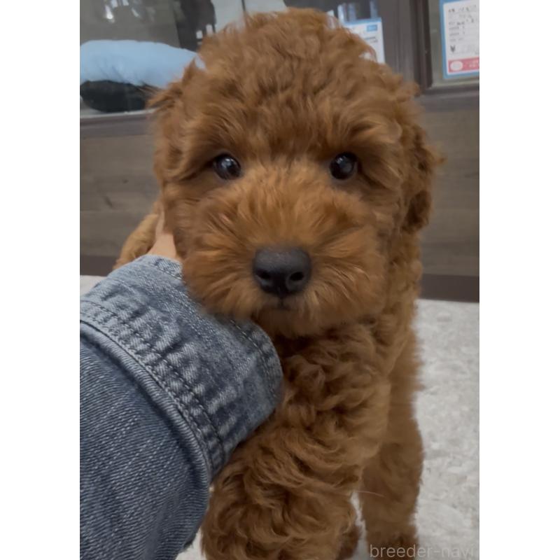 成約済の福岡県のトイプードル-414059の3枚目