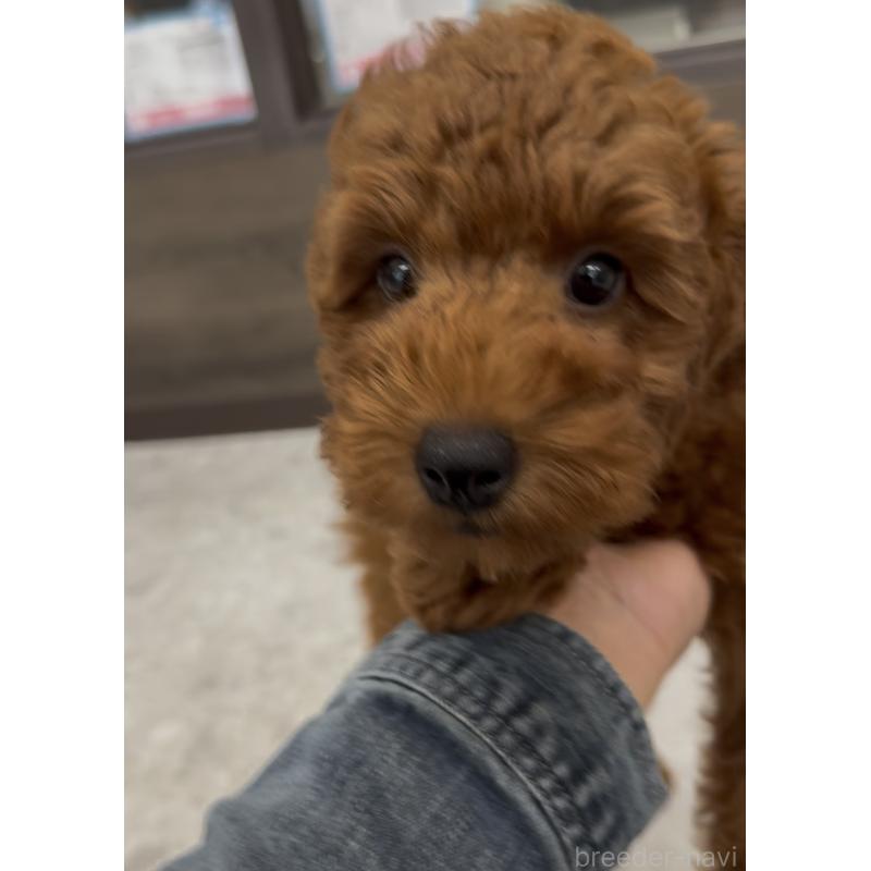 成約済の福岡県のトイプードル-414059の2枚目