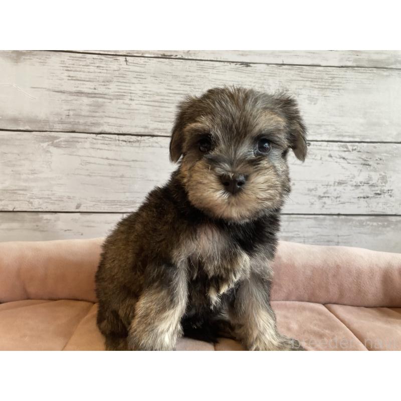 成約済の北海道のマルシュナ:マルチーズ×ミニチュアシュナウザー-422227の6枚目