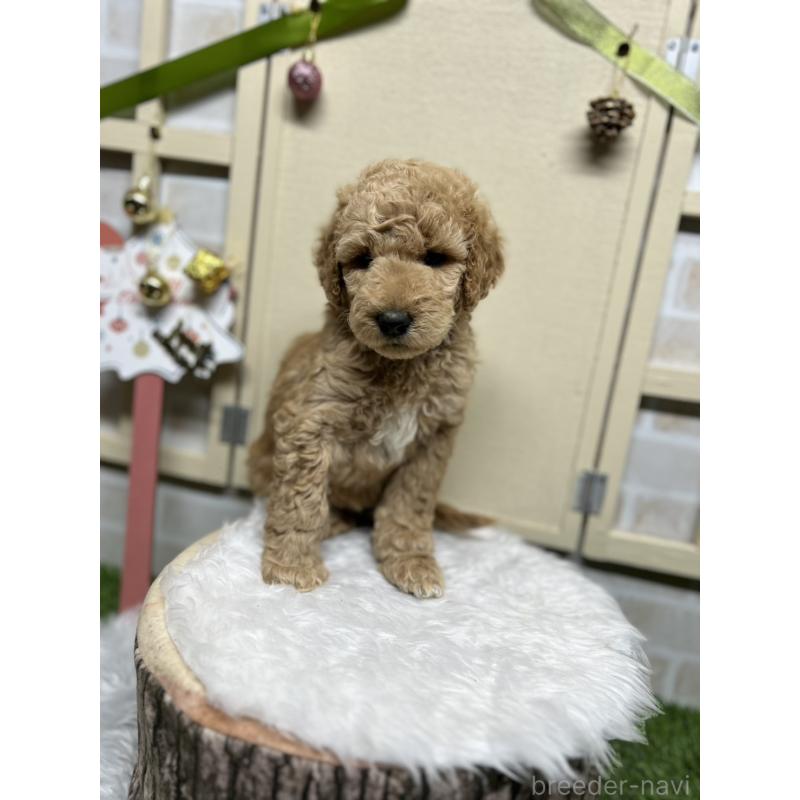 成約済の北海道のスタンダードプードル-422645の4枚目