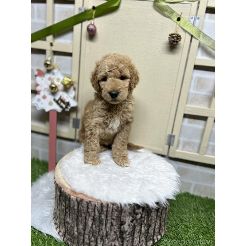 成約済の北海道のスタンダードプードル-422645の3枚目