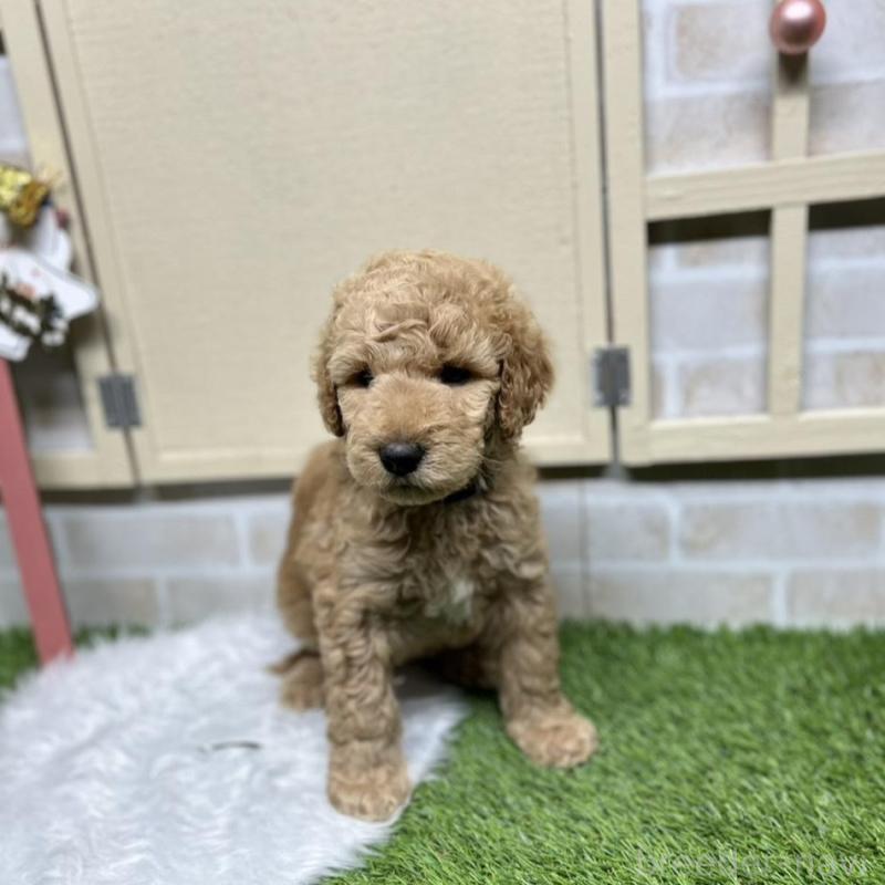 成約済の北海道のスタンダードプードル-422645の2枚目