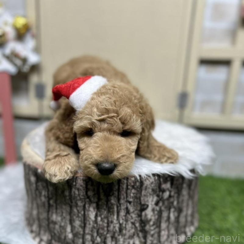 販売中の北海道のスタンダードプードル-422645