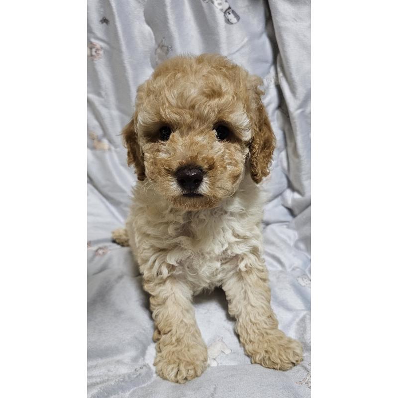 販売中の岩手県のトイプードル-422470