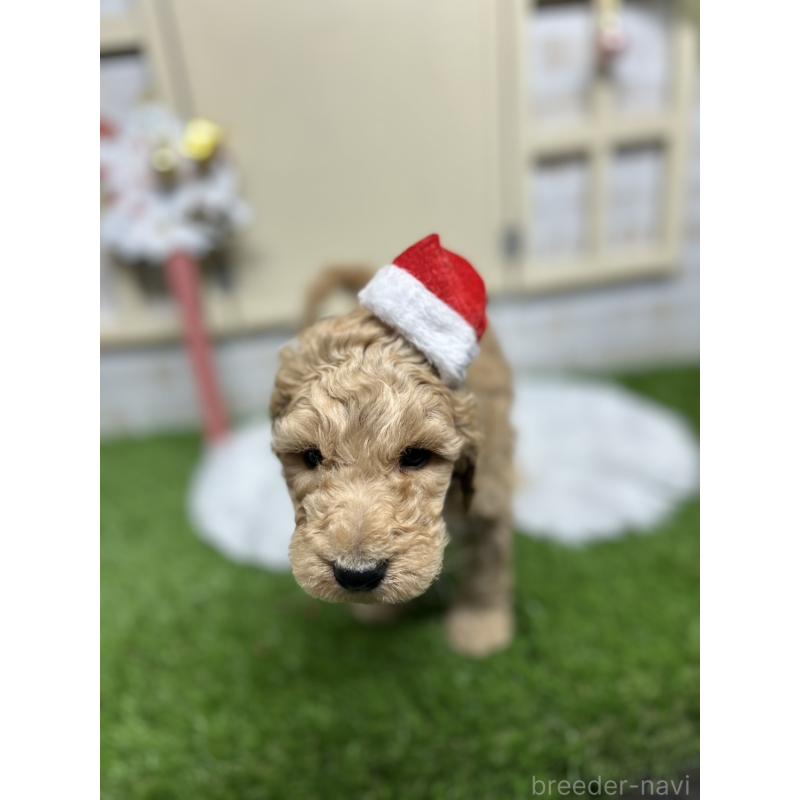 成約済の北海道のスタンダードプードル-422649の4枚目