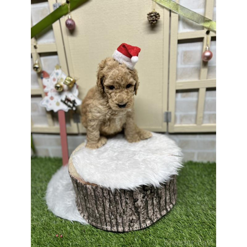 成約済の北海道のスタンダードプードル-422649の3枚目