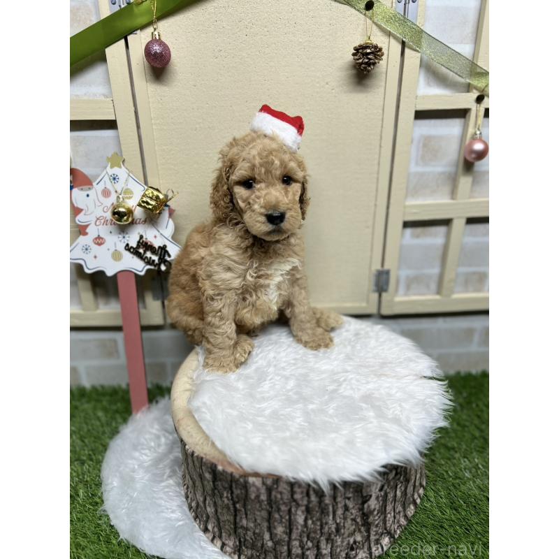 成約済の北海道のスタンダードプードル-422649の2枚目