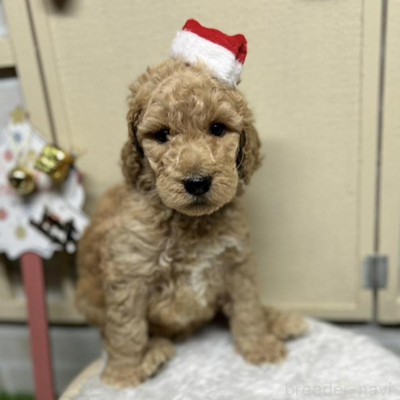 販売中の北海道のスタンダードプードル-422649
