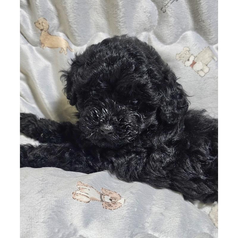 販売中の岩手県のトイプードル-422468