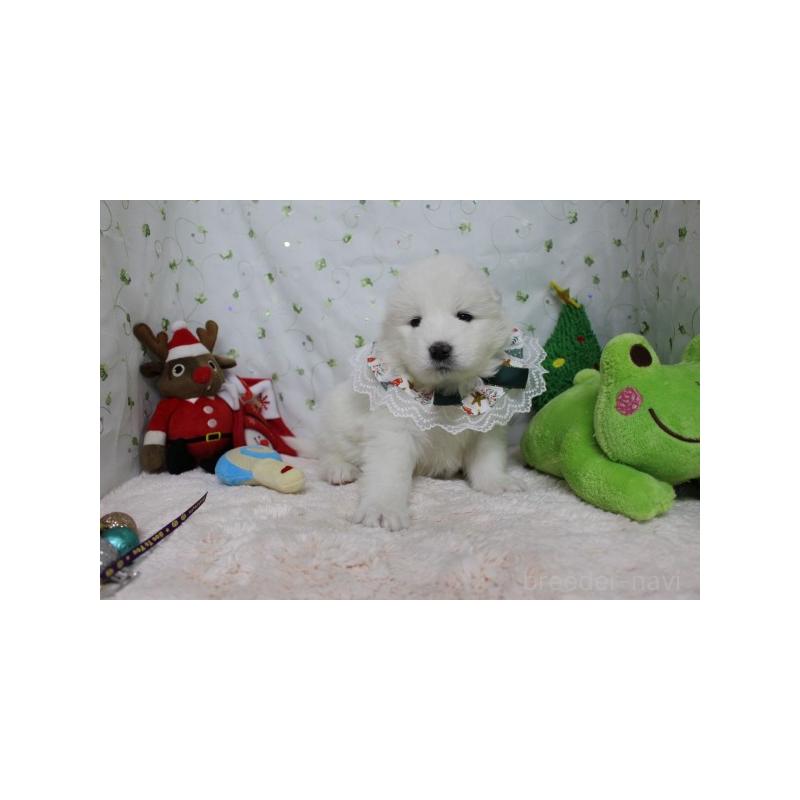 販売中の栃木県のサモエド-426332の5枚目