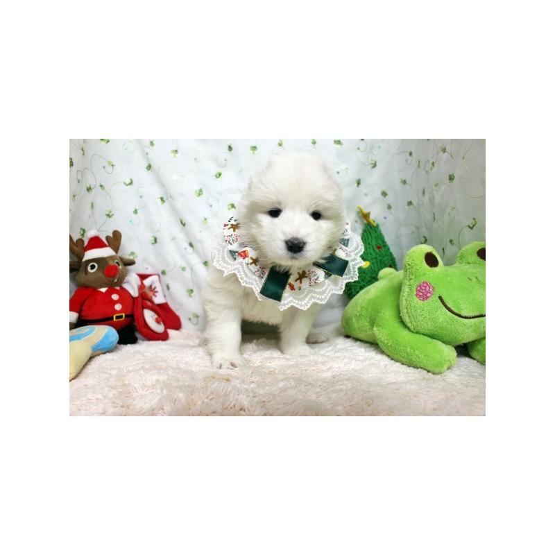 販売中の栃木県のサモエド-426332の4枚目