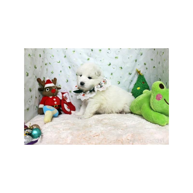 販売中の栃木県のサモエド-426332の3枚目