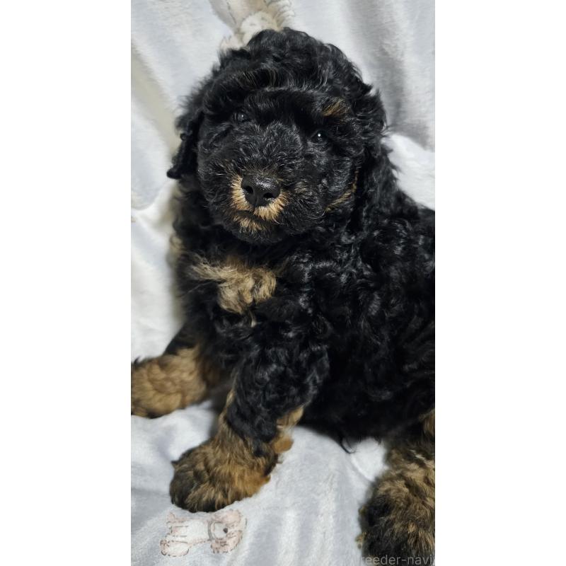 販売中の岩手県のトイプードル-422466