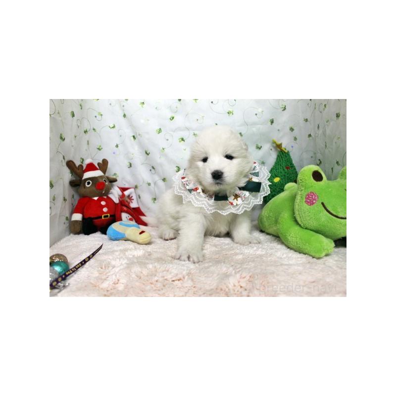 販売中の栃木県のサモエド-426332の2枚目