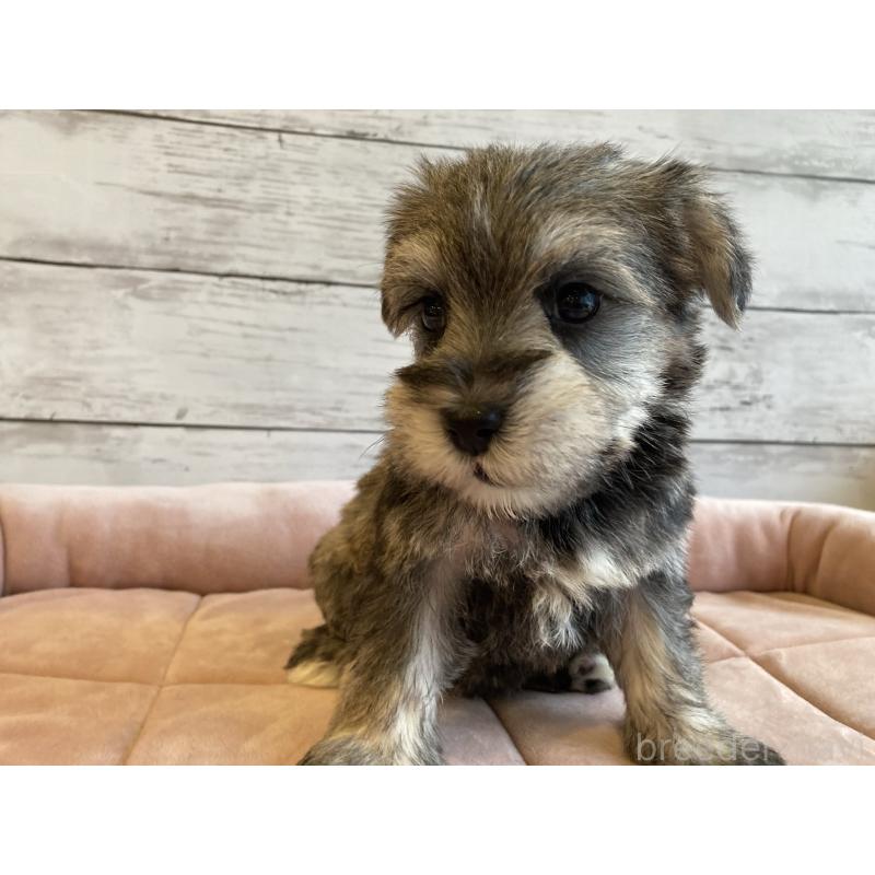 成約済の北海道のマルシュナ:マルチーズ×ミニチュアシュナウザー-423502の6枚目