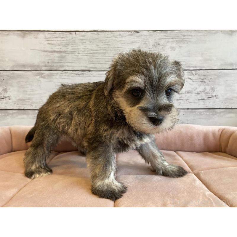 成約済の北海道のマルシュナ:マルチーズ×ミニチュアシュナウザー-423502の5枚目