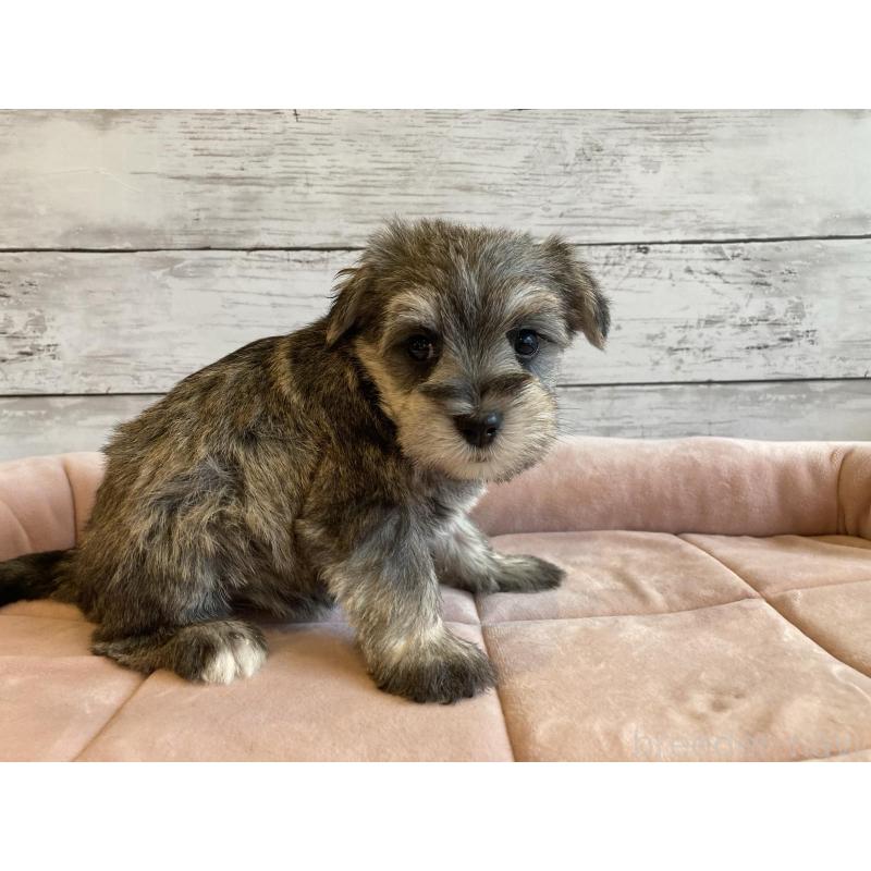 成約済の北海道のマルシュナ:マルチーズ×ミニチュアシュナウザー-423502の4枚目