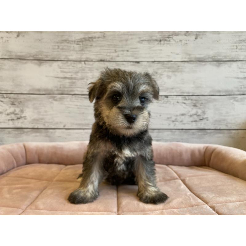 成約済の北海道のマルシュナ:マルチーズ×ミニチュアシュナウザー-423502の3枚目