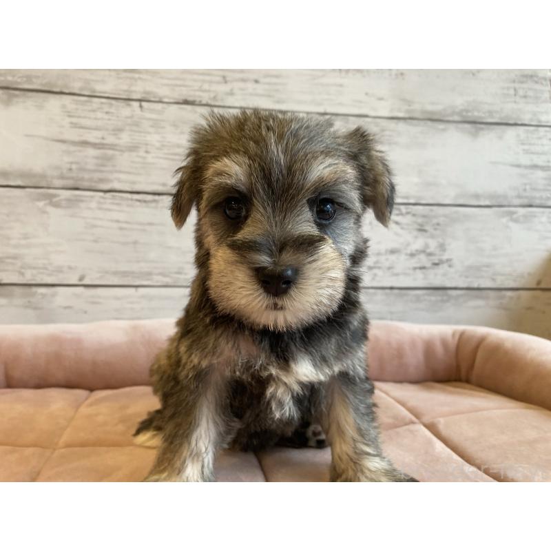 成約済の北海道のマルシュナ:マルチーズ×ミニチュアシュナウザー-423502の2枚目