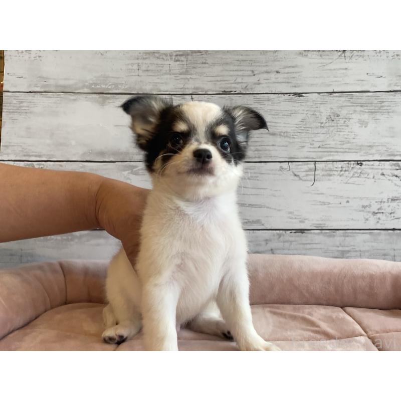 成約済の北海道のチワワ(ロングコート)-419064の5枚目