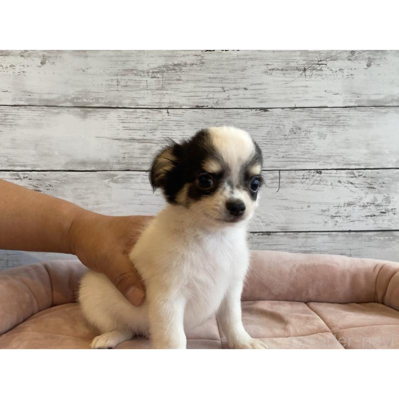 成約済の北海道のチワワ(ロングコート)-419064の4枚目