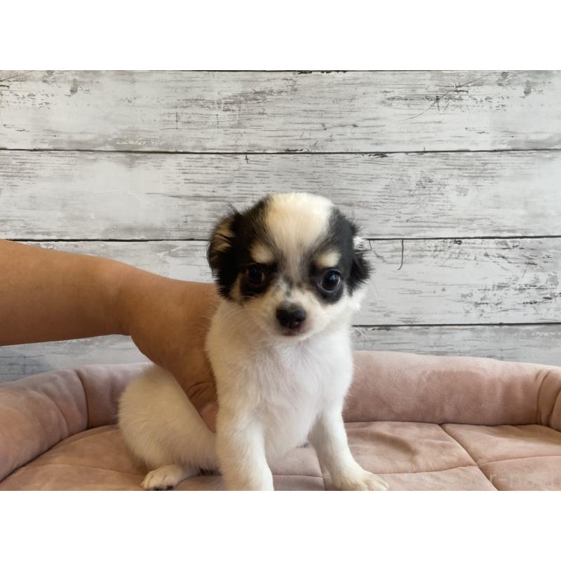 成約済の北海道のチワワ(ロングコート)-419064の3枚目