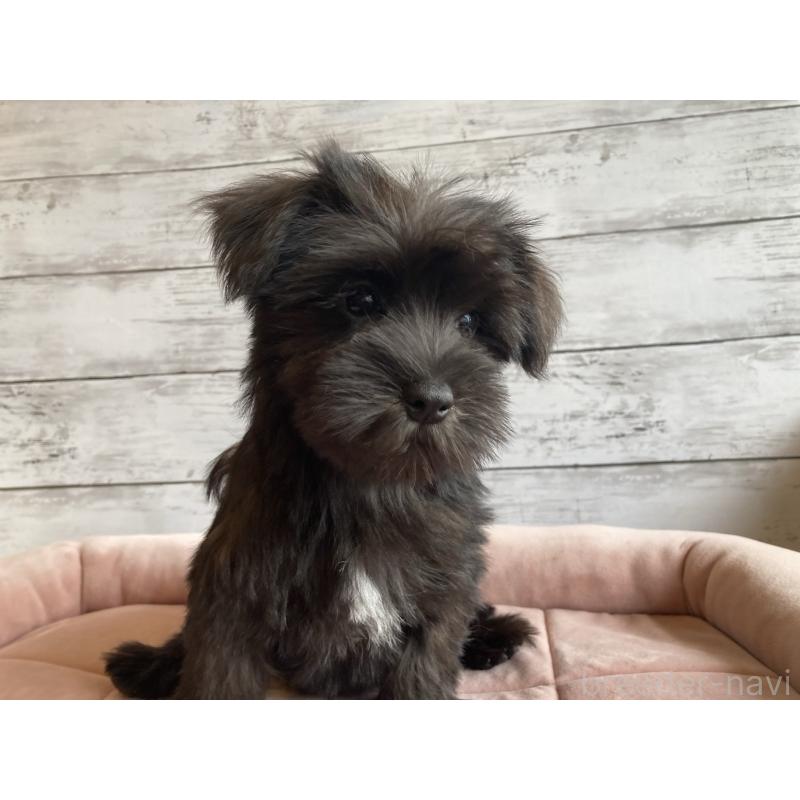 成約済の北海道のマルシュナ:マルチーズ×ミニチュアシュナウザー-419063の6枚目