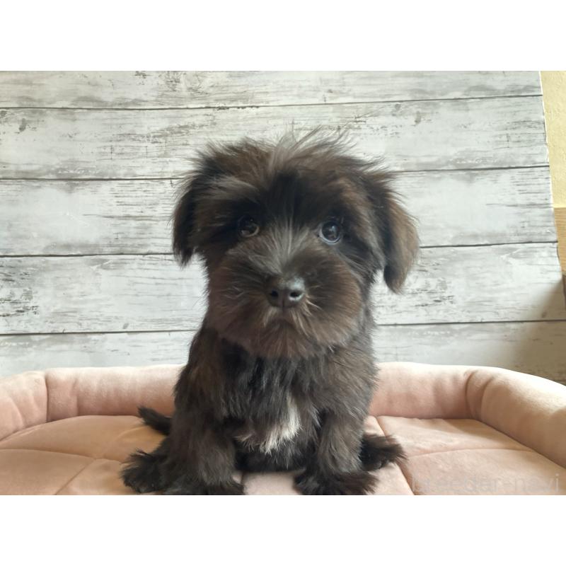 成約済の北海道のマルシュナ:マルチーズ×ミニチュアシュナウザー-419063の5枚目