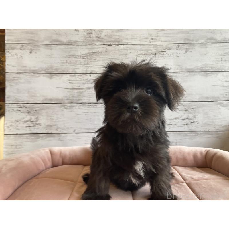 成約済の北海道のマルシュナ:マルチーズ×ミニチュアシュナウザー-419063の4枚目