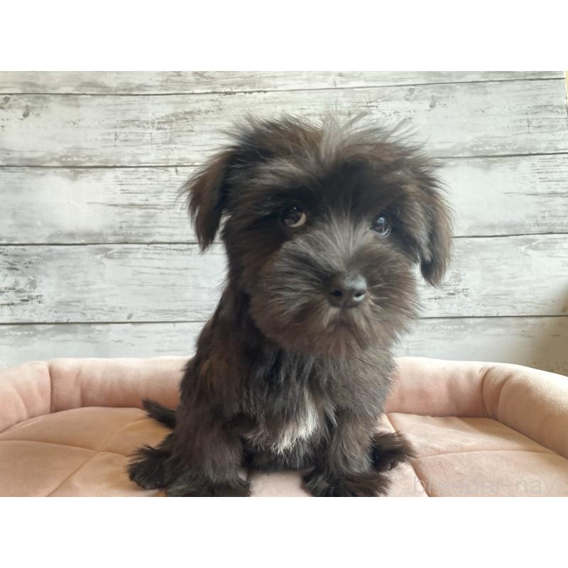 成約済の北海道のマルシュナ:マルチーズ×ミニチュアシュナウザー-419063の3枚目