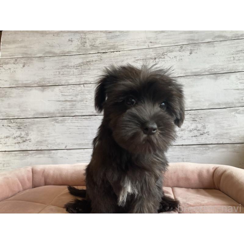 成約済の北海道のマルシュナ:マルチーズ×ミニチュアシュナウザー-419063の2枚目