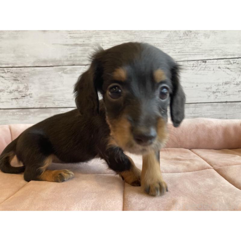 成約済の北海道のミニチュアダックスフンド(ロングヘアード)-423507の6枚目