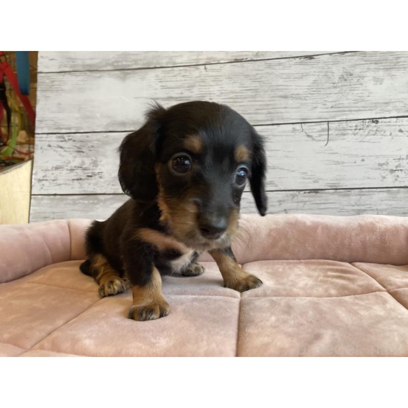 成約済の北海道のミニチュアダックスフンド(ロングヘアード)-423507の5枚目