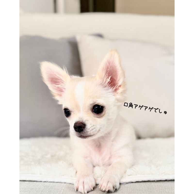 販売中の静岡県のチワワ(ロングコート)-417594の6枚目