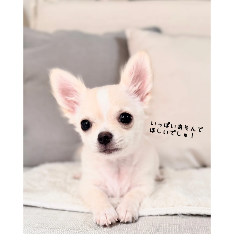 販売中の静岡県のチワワ(ロングコート)-417594の5枚目