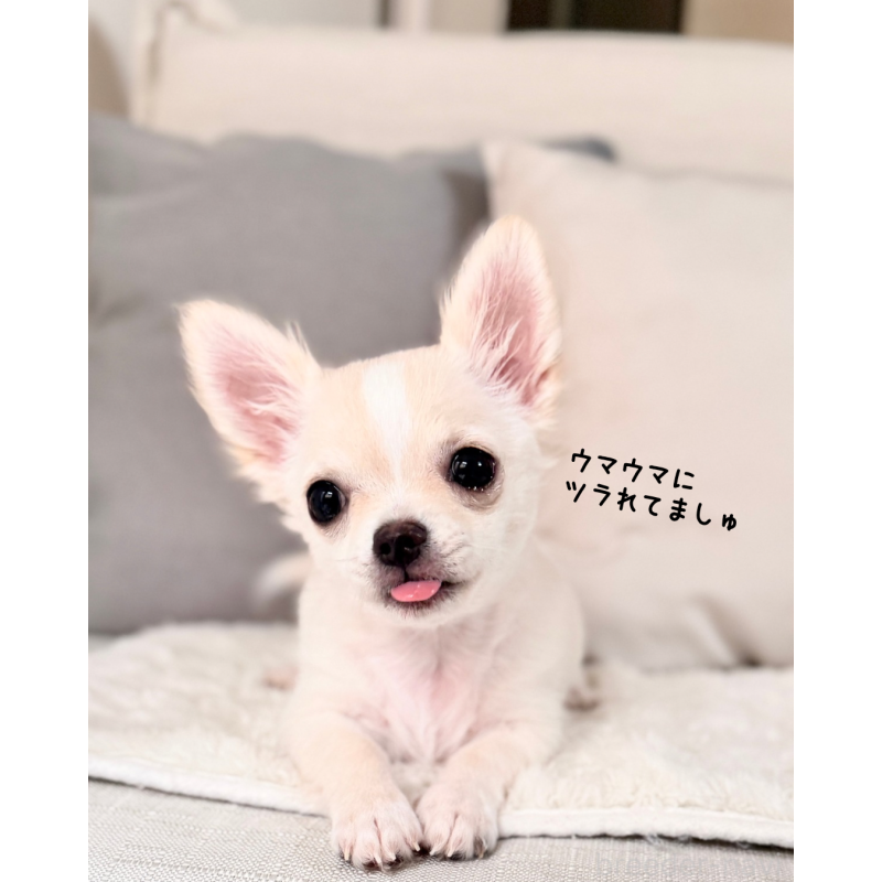 販売中の静岡県のチワワ(ロングコート)-417594の4枚目